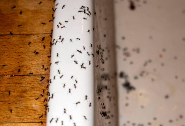Best Pest Inspection Near Me  in Indian River Estates, FL